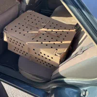 همه رقم جوجه