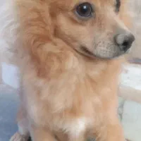 سگ پامر|سگ|بم, |دیوار