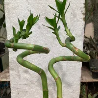 بامبو   بنسای  پاچیرا