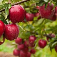 نهال بکار سود درو کن با ضمانت اقای نهال