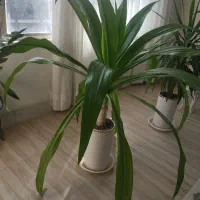 گل طبیعی زیباا سوسن عنکبوتی و پاندانوس و زامفولیا