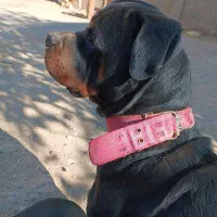 روتوایلر نر آماده کشش|سگ|صحنه, |دیوار