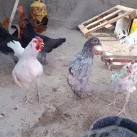 خروس|حیوانات مزرعه|اصفهان, ورزشگاه نقش جهان|دیوار