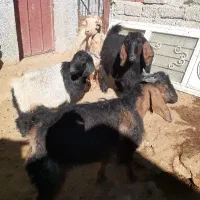 بز خشک و مراسمی|حیوانات مزرعه|ایوان, |دیوار