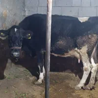 گاو سمینتال|حیوانات مزرعه|جوانرود, |دیوار