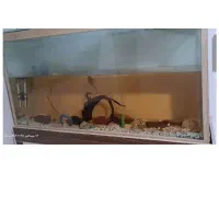 آکواریوم بزرگ|ماهی|تهران, مسعودیه|دیوار