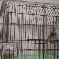 جوجه سهره سال|پرنده|اهواز, پادادشهر|دیوار