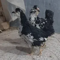 نیمچه گلین