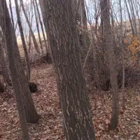 خریدارچنار