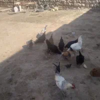مرغ خروس وارک جوجه|حیوانات مزرعه|کوهدشت, |دیوار