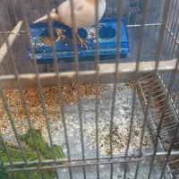 قناری نر|پرنده|وزینه, |دیوار