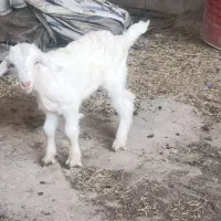 کهره بره شیری اصیل|حیوانات مزرعه|شیراز, ظفرآباد|دیوار