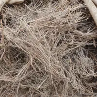 چوب اویشن کوهی تازه