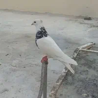 کبوتر دزدیده شده