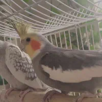 جفت عروس هلندی معاوضه