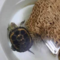 ماهی دوزیست