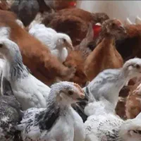 جوجه های ۲ ماهه و یک ماهه تخم گذار