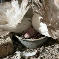 چتری کانادایی|پرنده|کاشان, لتحر|دیوار