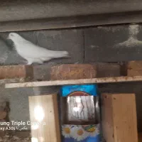 کبوتر|پرنده|زرندیه, |دیوار