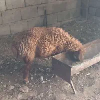 بره ماده یک عدد
