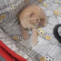 واگذاری توله گربه دوماهه