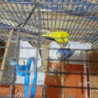 یک جفت مرغ عشق|پرنده|کرمان, |دیوار