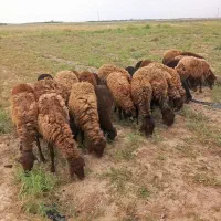 میش با بره