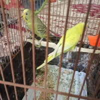 مرغ عشق|پرنده|اصفهان, هفتون|دیوار