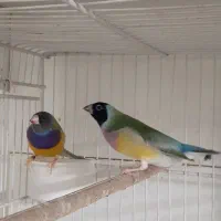 فنچ گلدین جفت با جوجه و کینگ|پرنده|مشهد, نیروی هوایی|دیوار