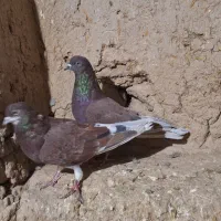 کبوتر تهرانی|پرنده|بهار, |دیوار