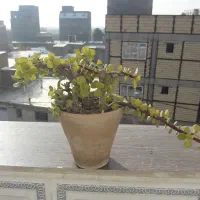 چندتا گل طبیعی فروشی ومعاوضه|گل و گیاه طبیعی|صوفیان, |دیوار