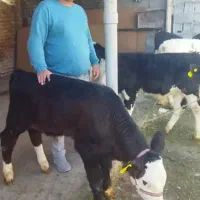 فروش گوساله