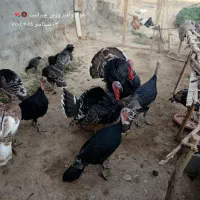 بوقلمون|حیوانات مزرعه|دهلران, |دیوار