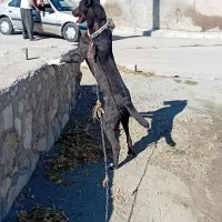 توله سرابی گم شده|حیوانات|دهگلان, |دیوار