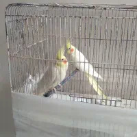 عروس هلندی لوتینیو نر