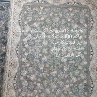 قالی|فرش|پلدختر, |دیوار