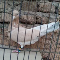 چند عدد کبوتر زیبا|پرنده|سبزوار, جوادیه شرقی|دیوار