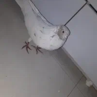 کبوتر|حیوانات|کرج, فاز ۳ گوهردشت|دیوار