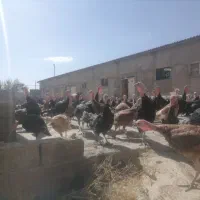 بوقلمون 10 ماه برنز و بوربون محلی