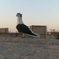 کبوترسینه کله سبز ساده کاکلی چپ خال سیاه