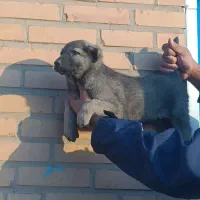 توله سگ افغان نر|سگ|شریفآباد, |دیوار