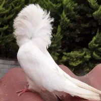 کبوتر زینتی