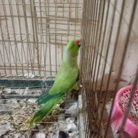 طوطی ملنگو نر مست|پرنده|تربت جام, مطهری|دیوار