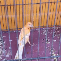 قناری سرخ|پرنده|سیرجان, |دیوار
