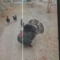 فروش بوقلمون