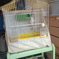 مرغ عشق ماده