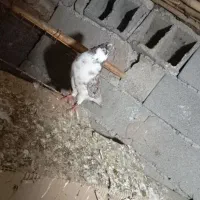 دوعدد کبوتر  نر پرشی|پرنده|خان ببین, |دیوار