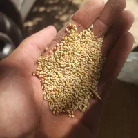 گندم و ارزن