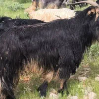 نیروی کار دامداری
