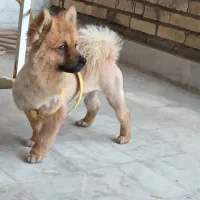 پامراشپیتز